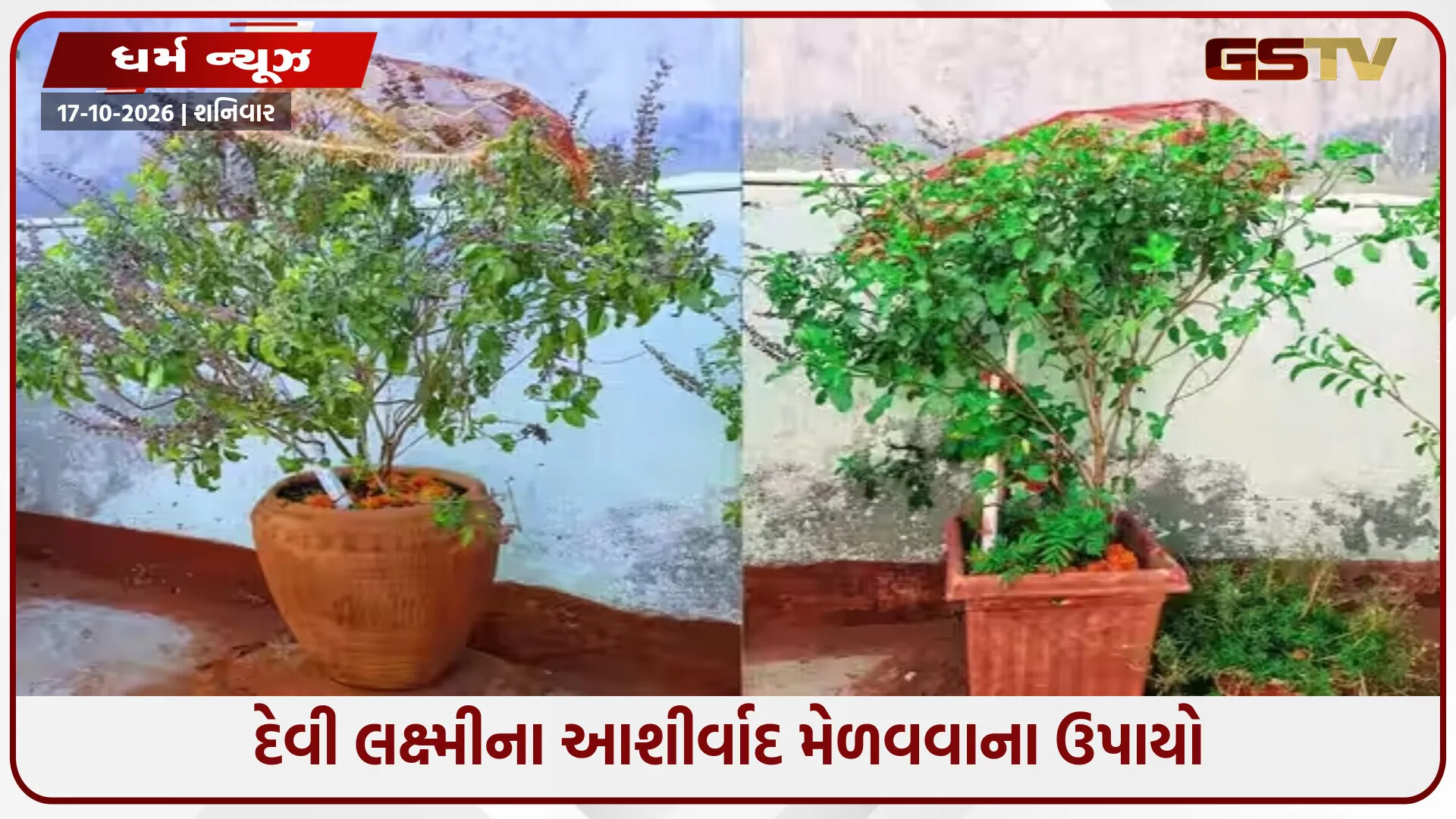 શરદ પૂર્ણિમાએ તુલસીના ઉપાયો, આર્થિક સમૃદ્ધિ માટે કરો આ ખાસ પૂજા