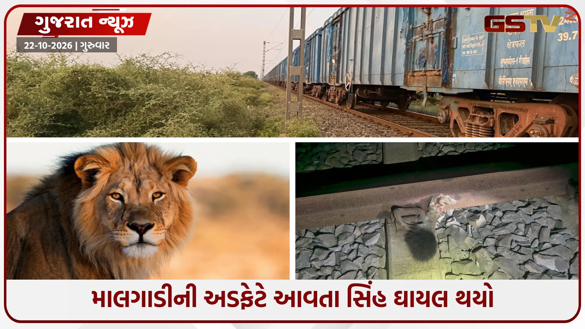 Amreli /  માલગાડીની અડફેટે આવતા સિંહ ઘાયલ થયો;  0-70 કિમીની ઝડપે આવતી ટ્રેન નીચે પૂંછડી કપાઈ