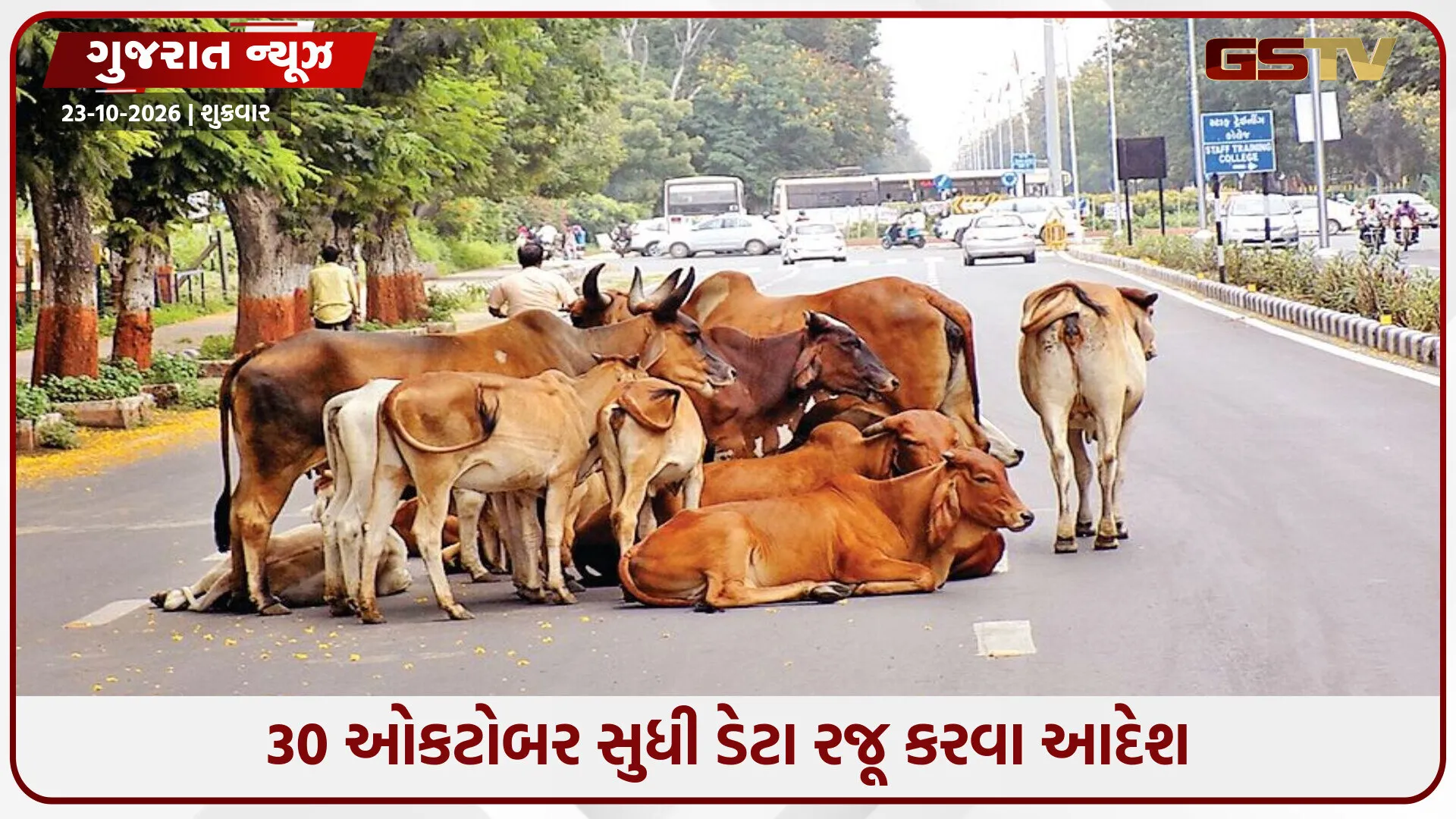 રખડતા કુતરા અને ઢોર અંગે ગુજરાત સરકાર પાસે 17 જિલ્લાનો ડેટા જ નથી,હાઈકોર્ટે લગાવી ફટકાર