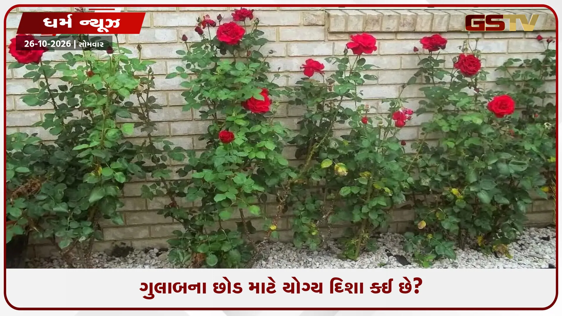 ઘરની સામે વાવેલા ગુલાબના છોડથી તમારી બધી સંપત્તિનો નાશ ન થાય તે માટે વાસ્તુ અનુસાર તેની સાથે સંકળાયેલા મહત્ત્વપૂર્ણ નિયમો જાણો